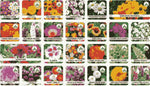 Varieties of Flower Seeds (Pack of 50)