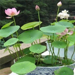 Premium Flower Seeds (40 Pcs)
