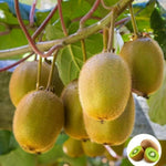 Kiwi, Juicy, Sour And Sweet, Suitable For Home Planting