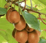 Kiwi, Juicy, Sour And Sweet, Suitable For Home Planting